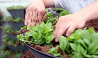 Summer plantings in the city: what should we remember about?