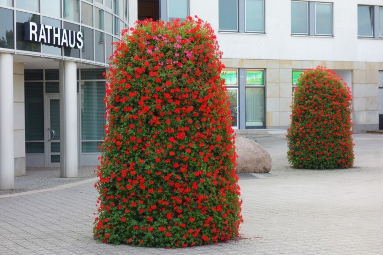 wieze kwiatowe terra ludwigsfelde (1)