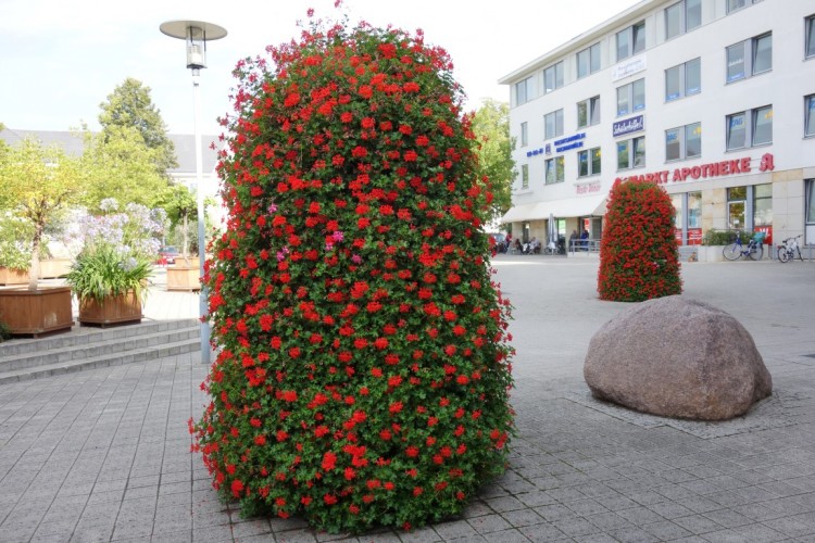 wieze kwiatowe terra ludwigsfelde (3)